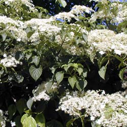 Hortensia trepadora